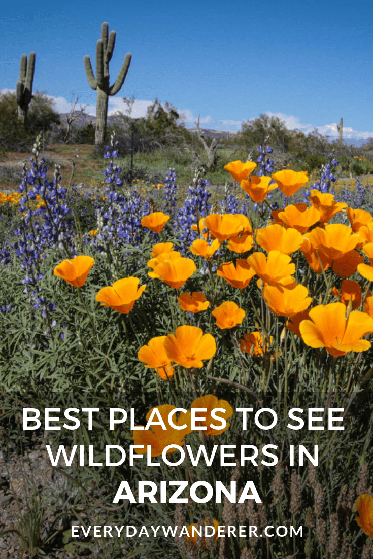 Arizona Wildflowers Best Places to See Wildflowers in Arizona