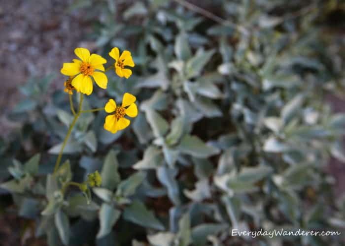 It's easy to see how the brittlebush is related to the sunflower