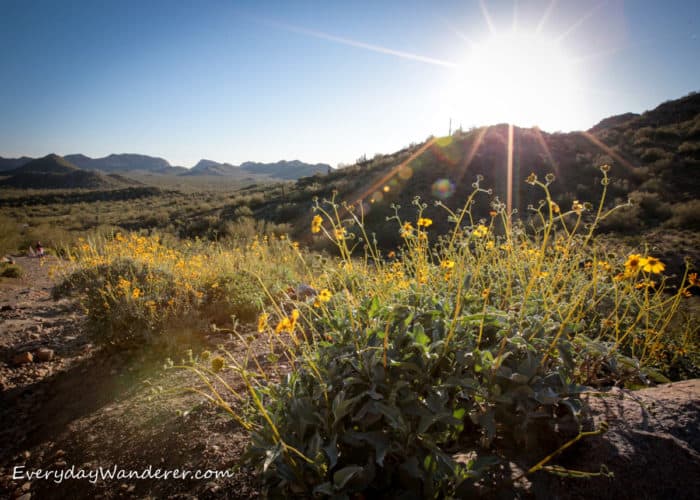 Brittlebush is a yellow wildflower related to sunflowers