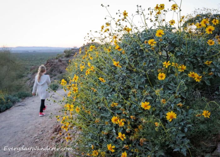 Brittlebush is one of the most common Arizona wildflowers