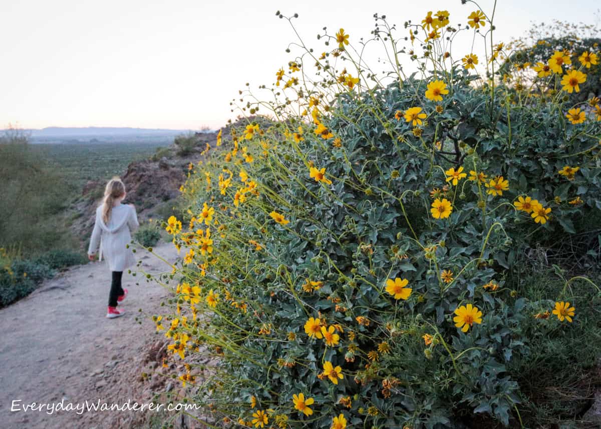Arizona Wildflowers Best Places to See Wildflowers in Arizona