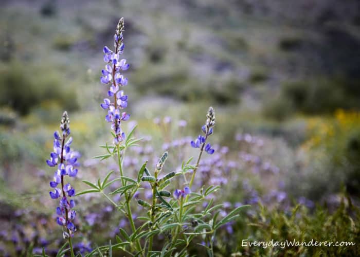 Lupine is a common purple wildflower in Arizona