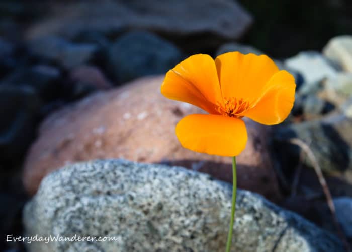 Another common wildflower in Arizona is the poppy