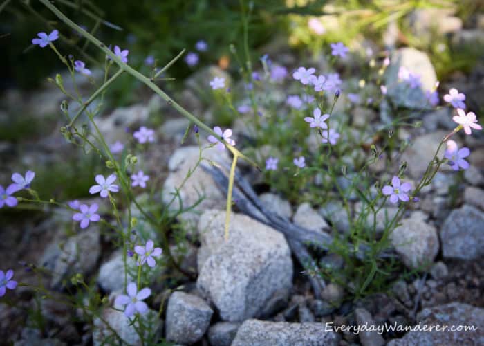 Look for phlox, a common Arizona wildflower, when hiking in the spring.
