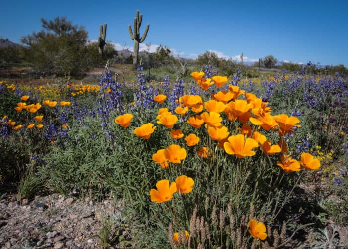 A Guide to Arizona Wildflowers