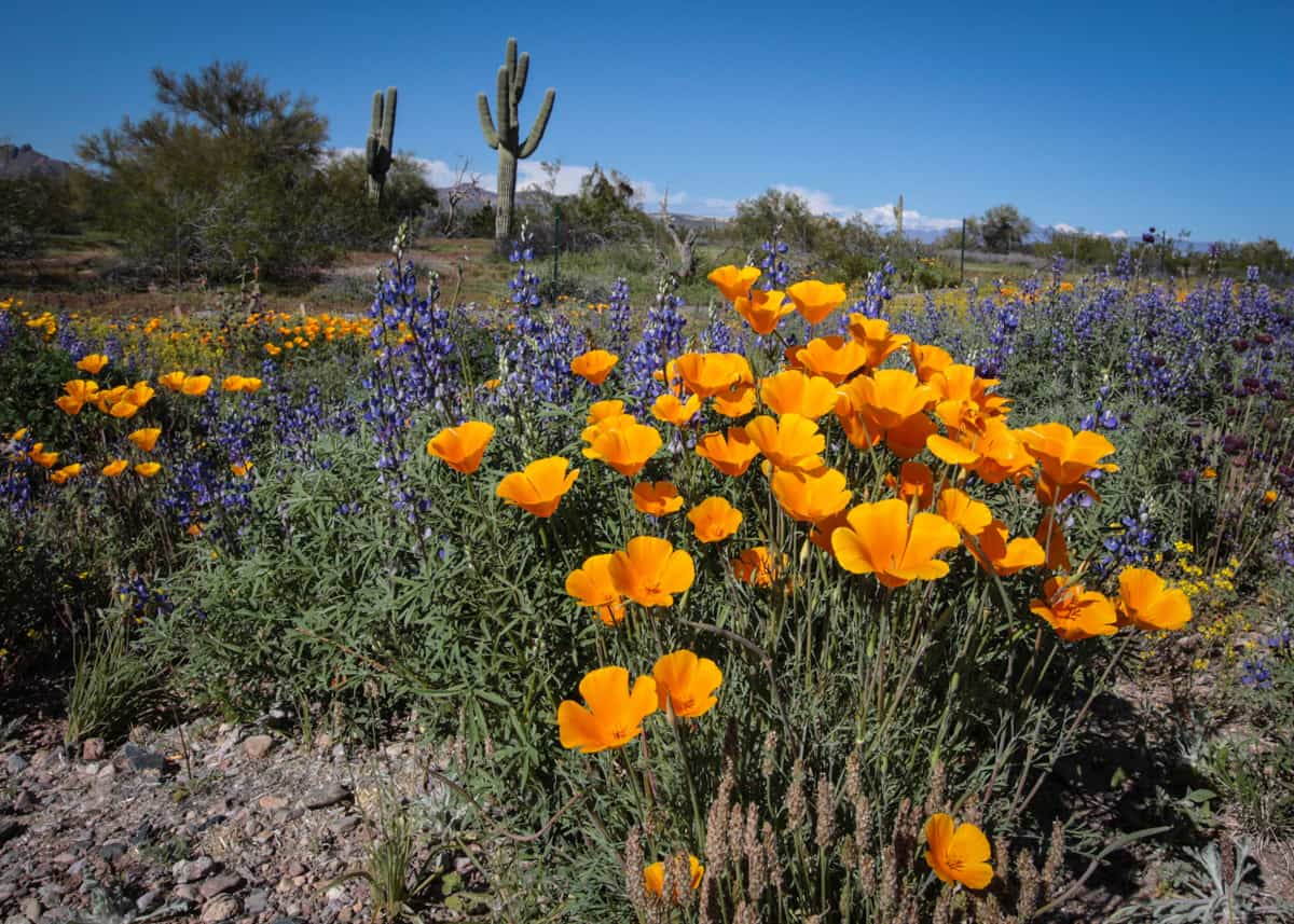 Beautiful Wildflower