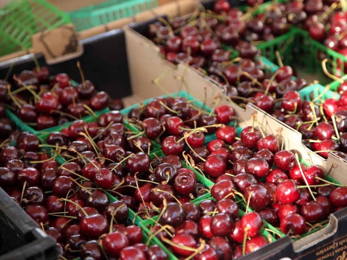 Baskets of Cherries for Sale