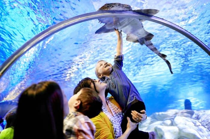 The SEA LIFE Minnesota Aquarium is at Mall of America