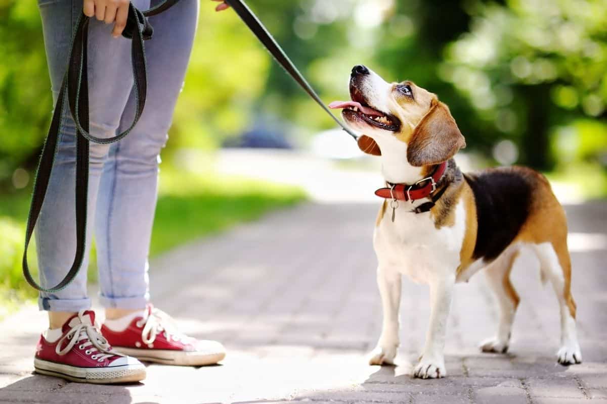 Beagle on leash taking walk on treed path