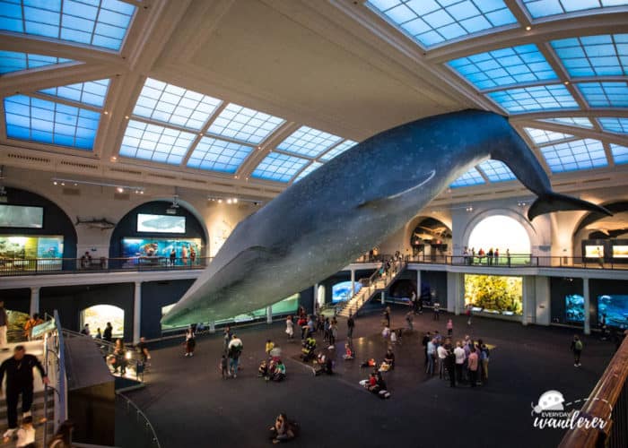 A full-sized blue whale hanging from the ceiling at the American Museum of Natural History in NYC