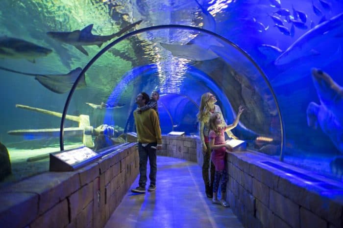 Visit the Mall of America aquarium for a break from shopping