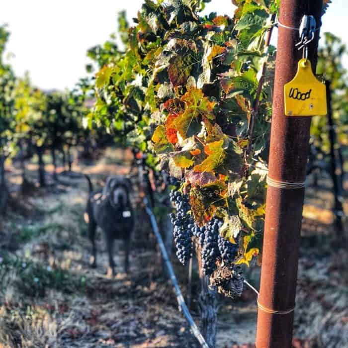 Dog in vineyard at Wood Family in Livermore CA
