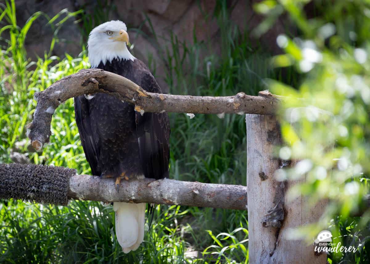A bald eagle sits on a fence