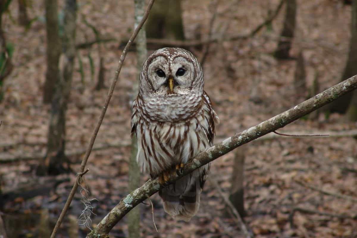 Barred Owl