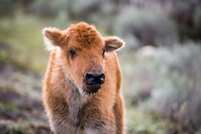 Bison Calf