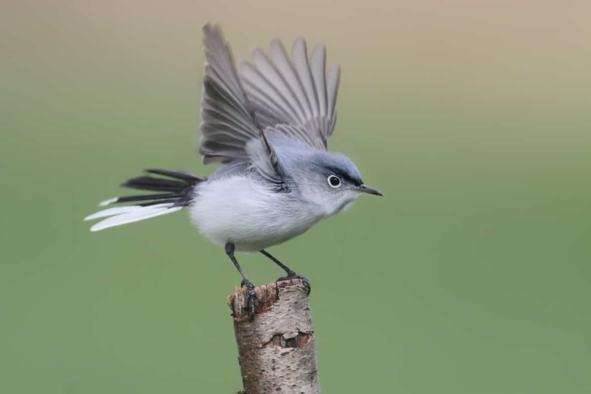 Blue-Gray Gnatcatcher