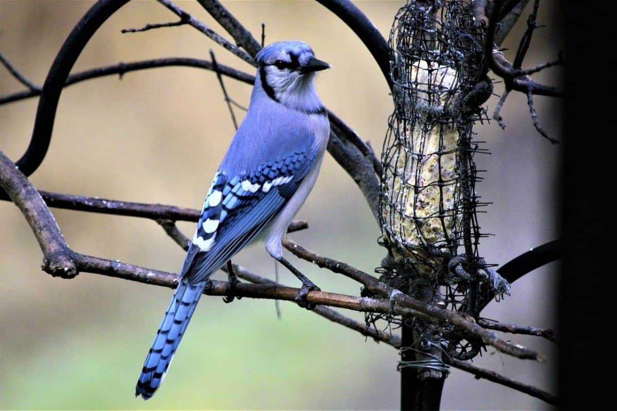 Blue jay sitting on a tree branch at a bird feeder in winter