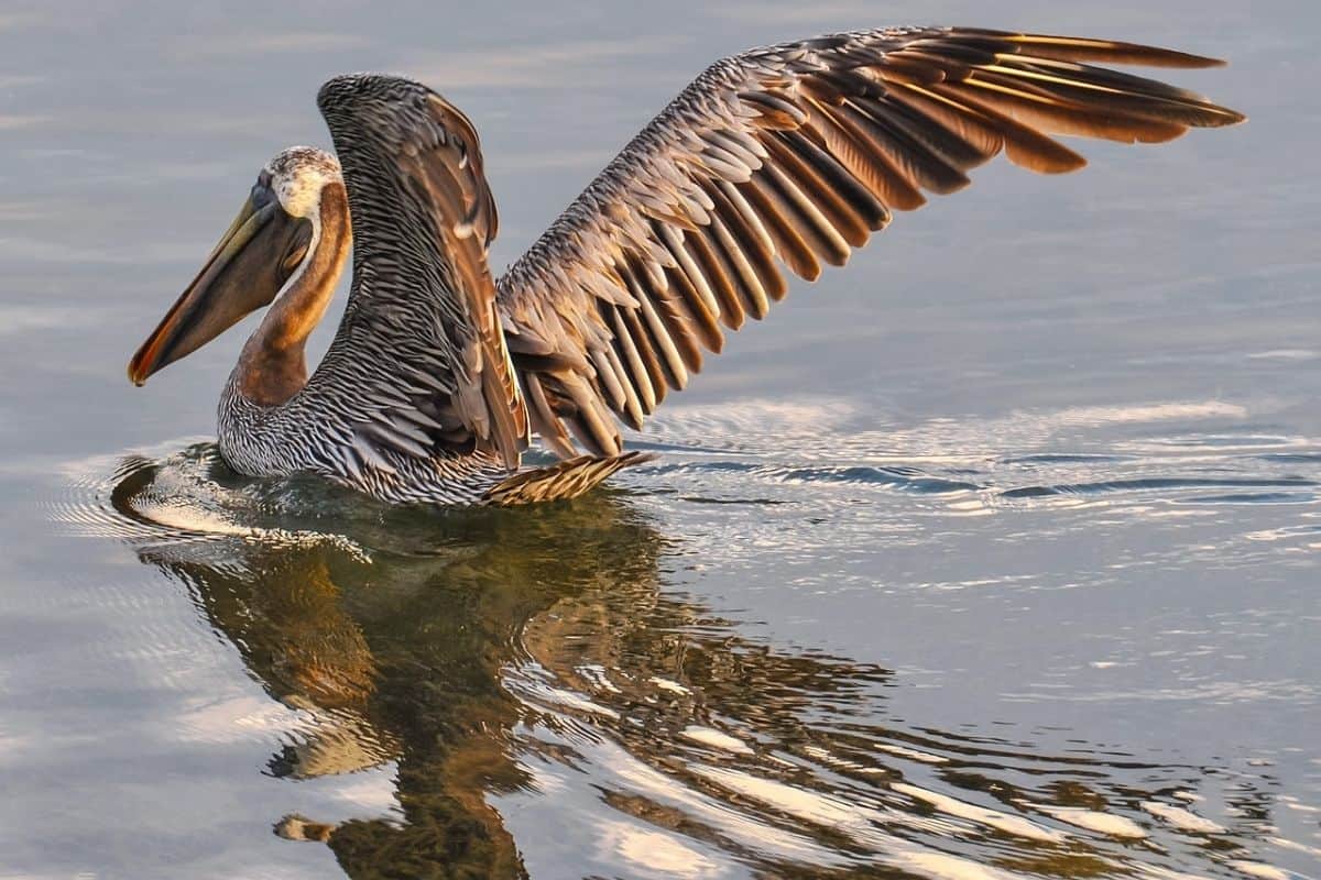 Brown Pelican