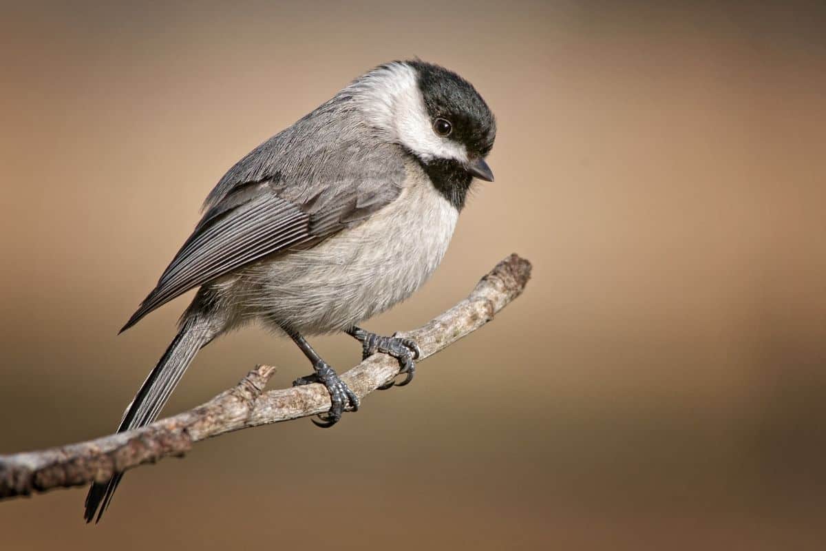 Carolina chickadee sitting on tree branch in winter