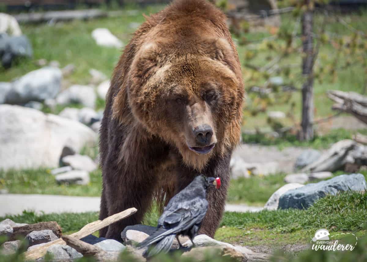 A crow stealing a bit of apple from a grizzly bear