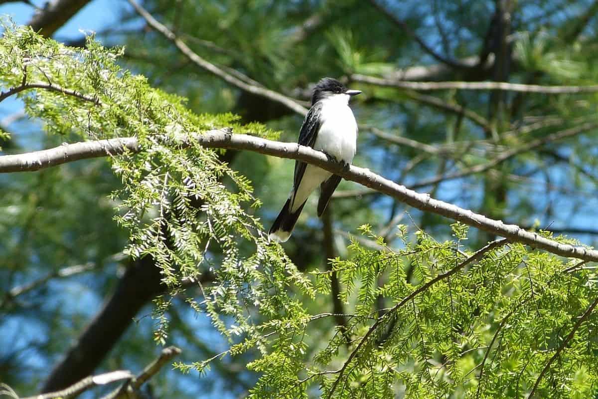 Eastern Kingbird sitting high in a tree