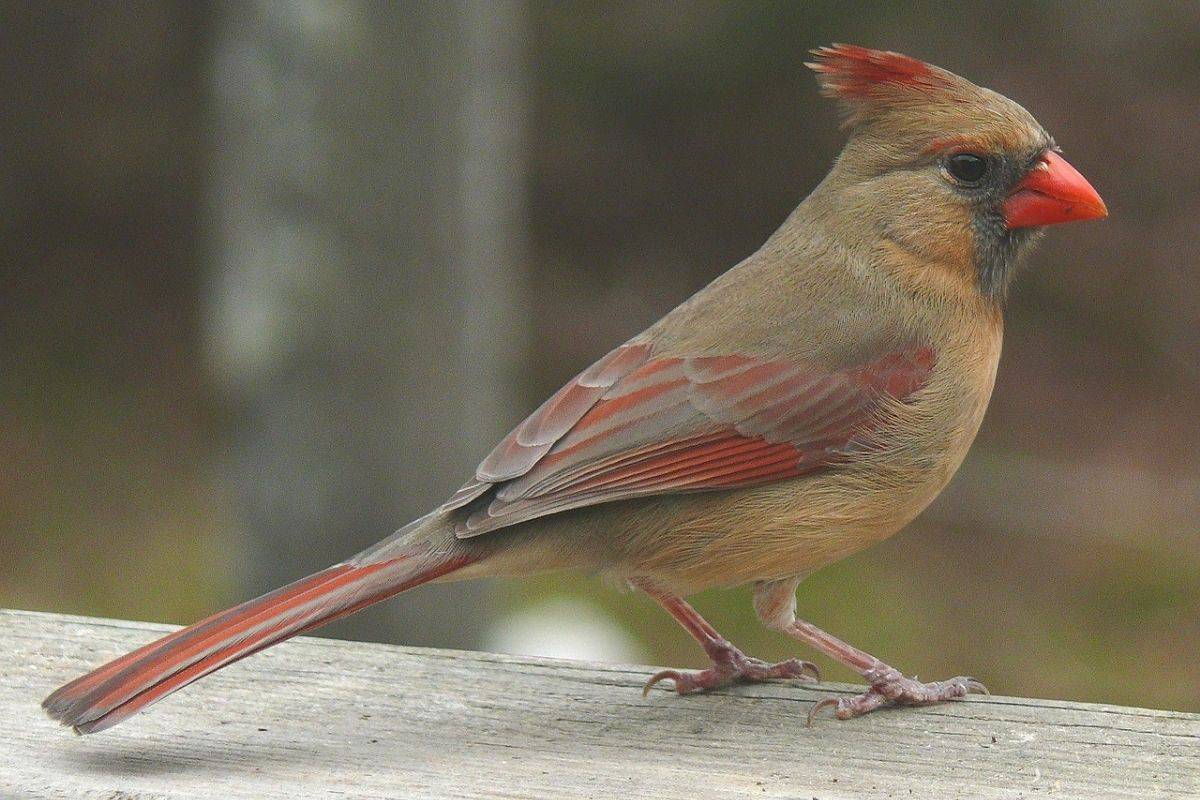 Female Northern Cardinal