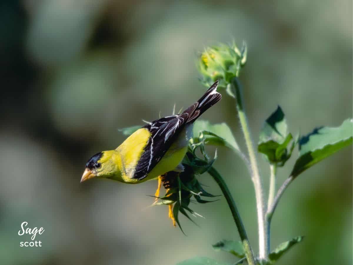 Goldfinch in Backyard