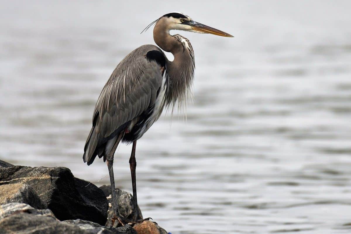 Great Blue Heron