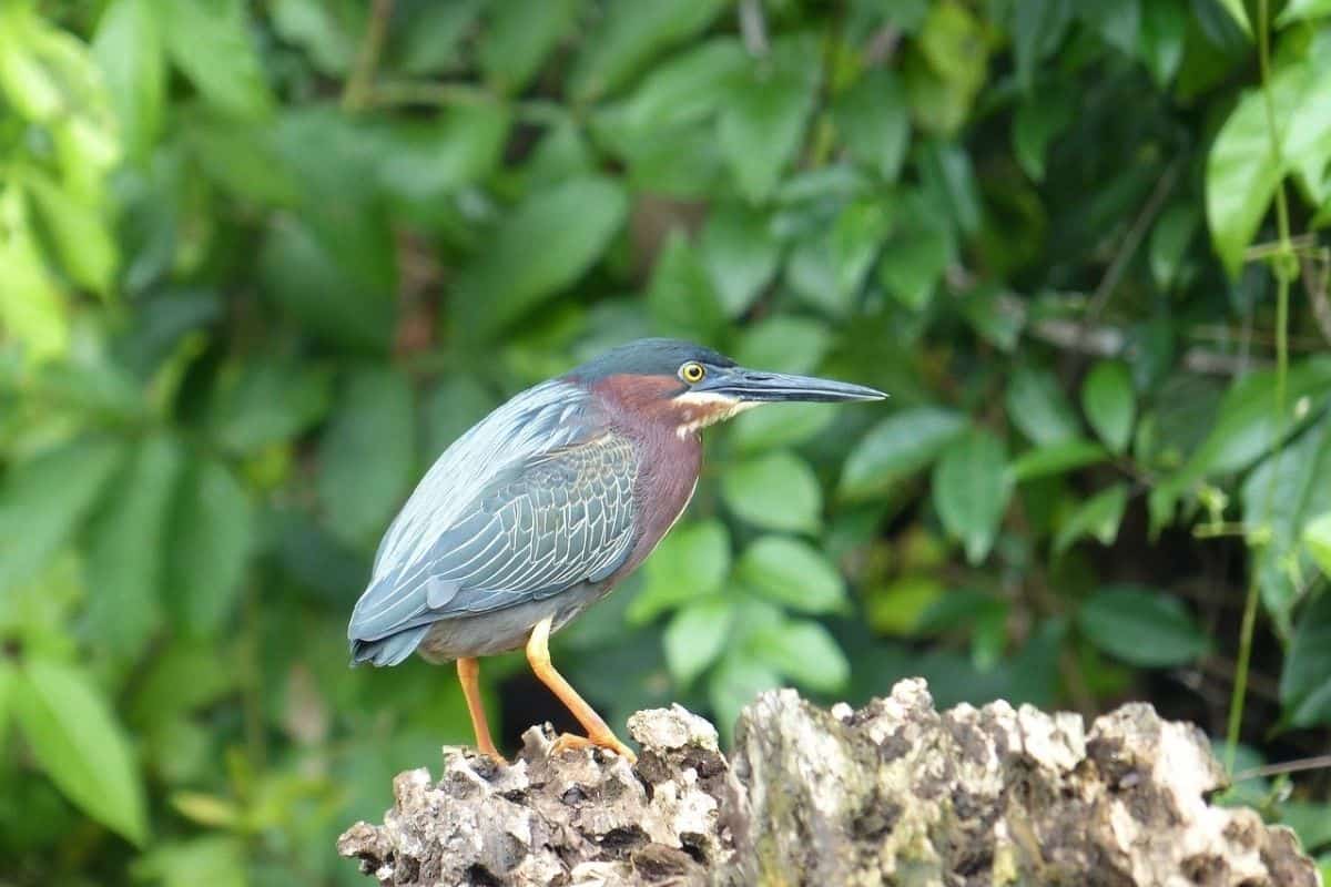 Green Heron