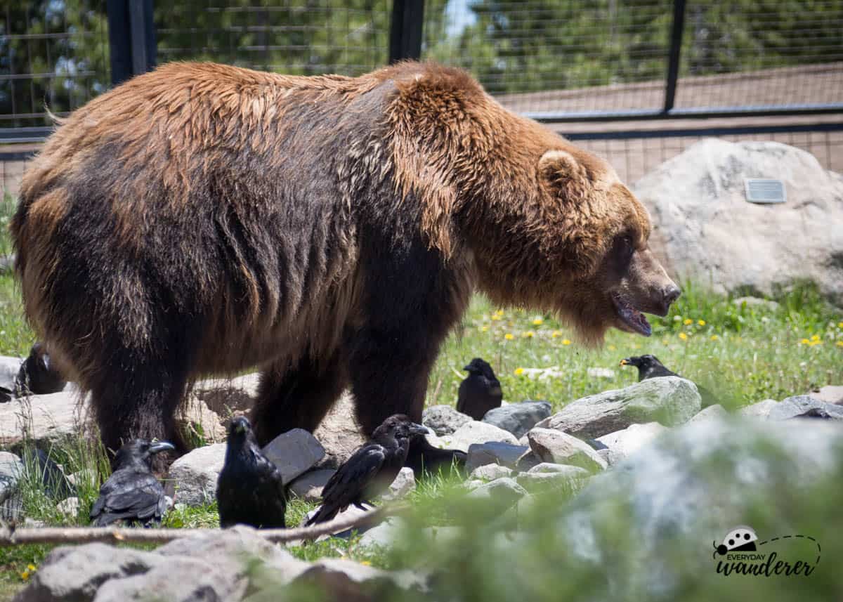 A grizzly bear at the Grizzly and Wolf Discovery Center in West Yellowstone