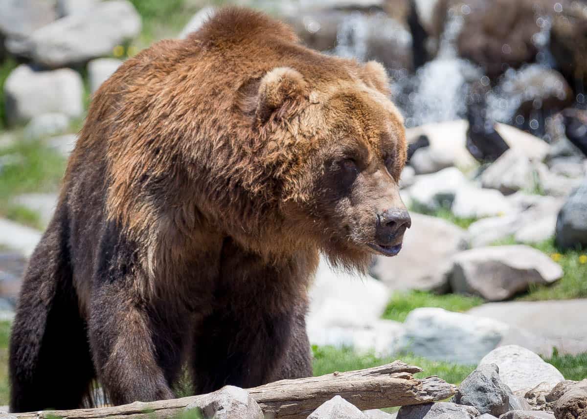 5 Reasons Why You Should Visit the Grizzly and Wolf Discovery Center (Near Yellowstone National Park)