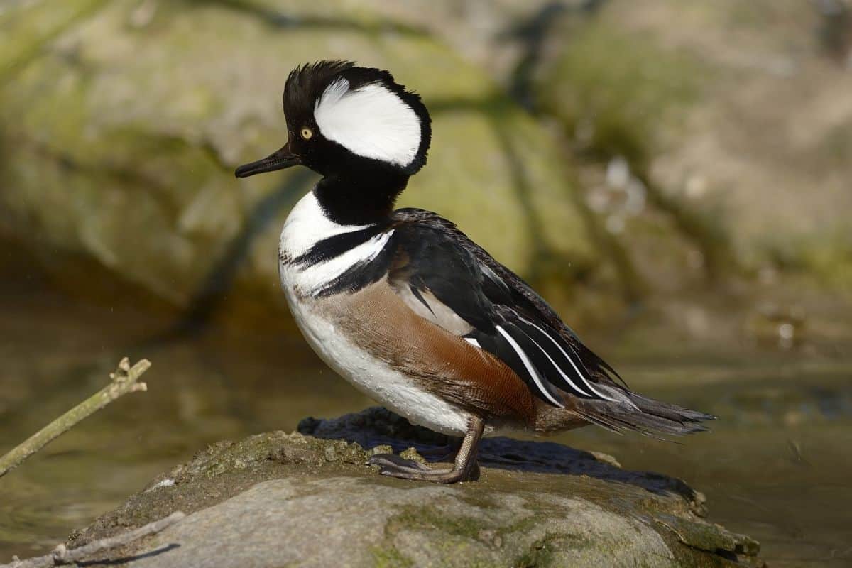 A hooded merganser standing on a rock by a stream