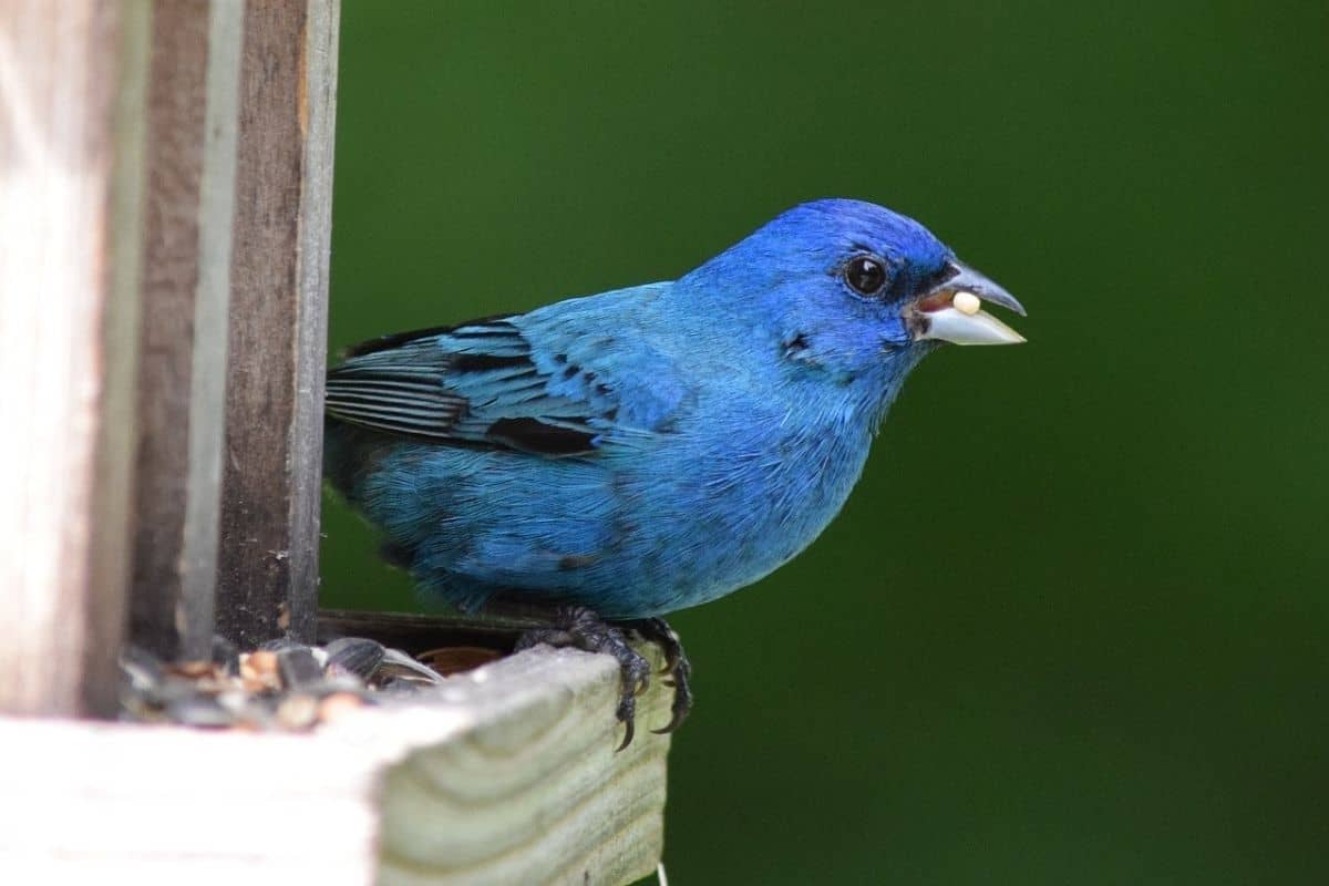 An Indigo Bunting with a piece of birdseed in its mouth