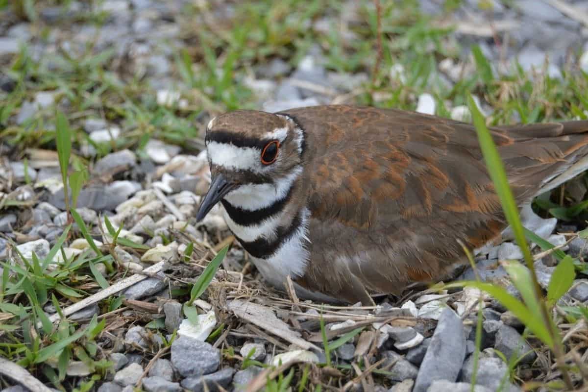 A killdeer bird nesting on rocks