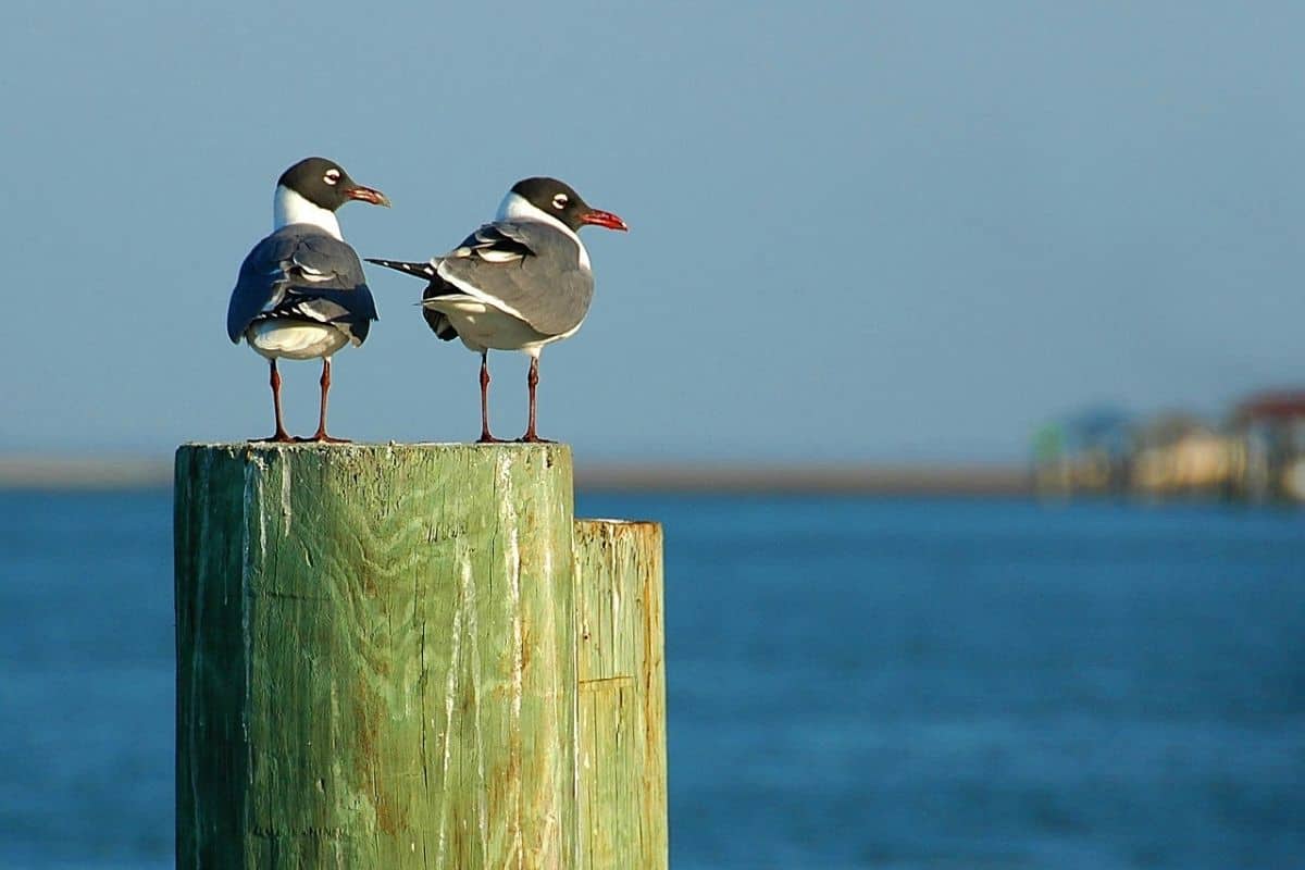 Laughing Gulls on a Wooden Post