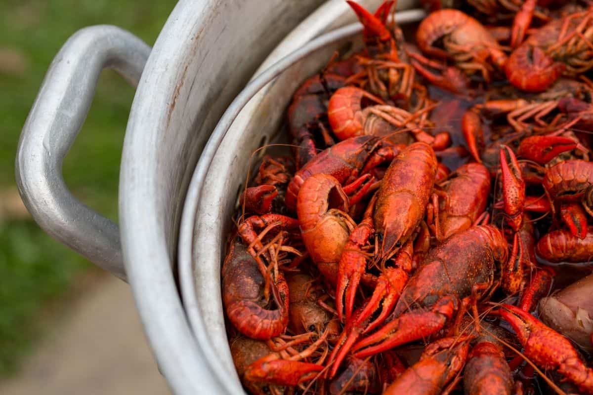 A silver pot of cooked crayfish in Louisiana