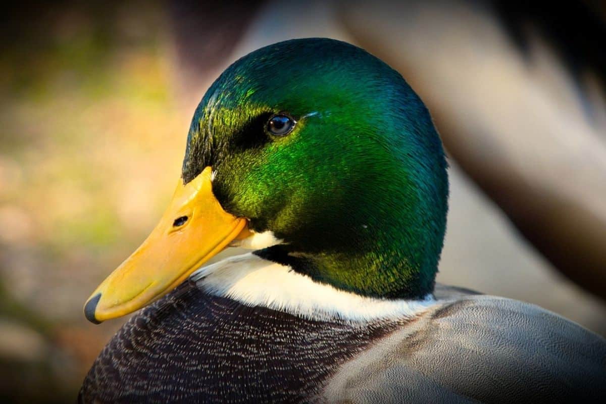 A male mallard duck with a green head and orange bill