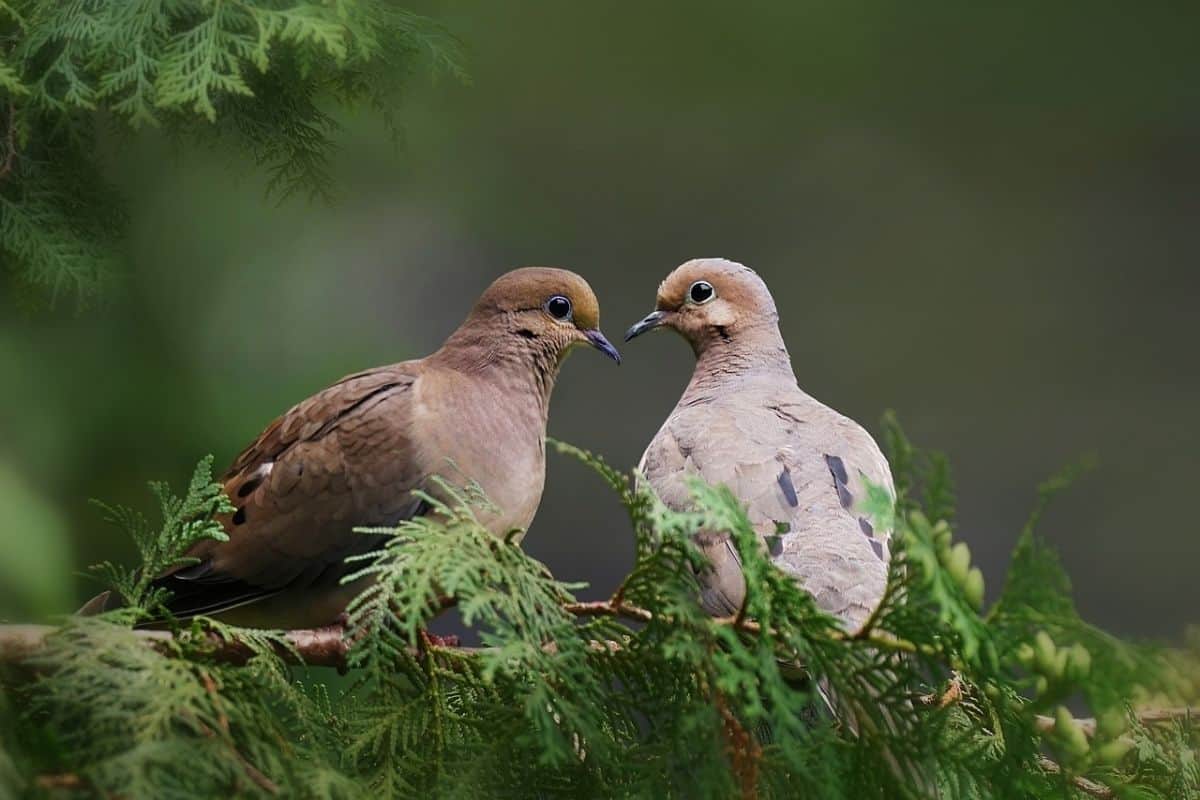 A pair of mourning doves sit on an evergreen branch