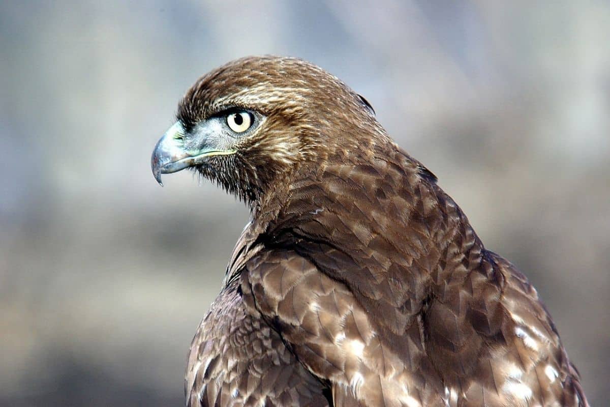 Red-Tailed Hawk