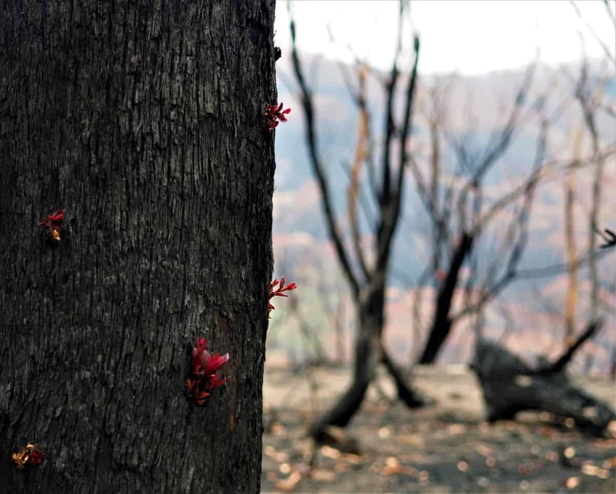 Regrowth on Burnt Tree after Bilpin Bushfire in Australia - Photo by Holly Kent