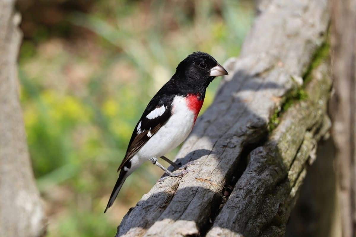 Rose-Breasted Grosbeak