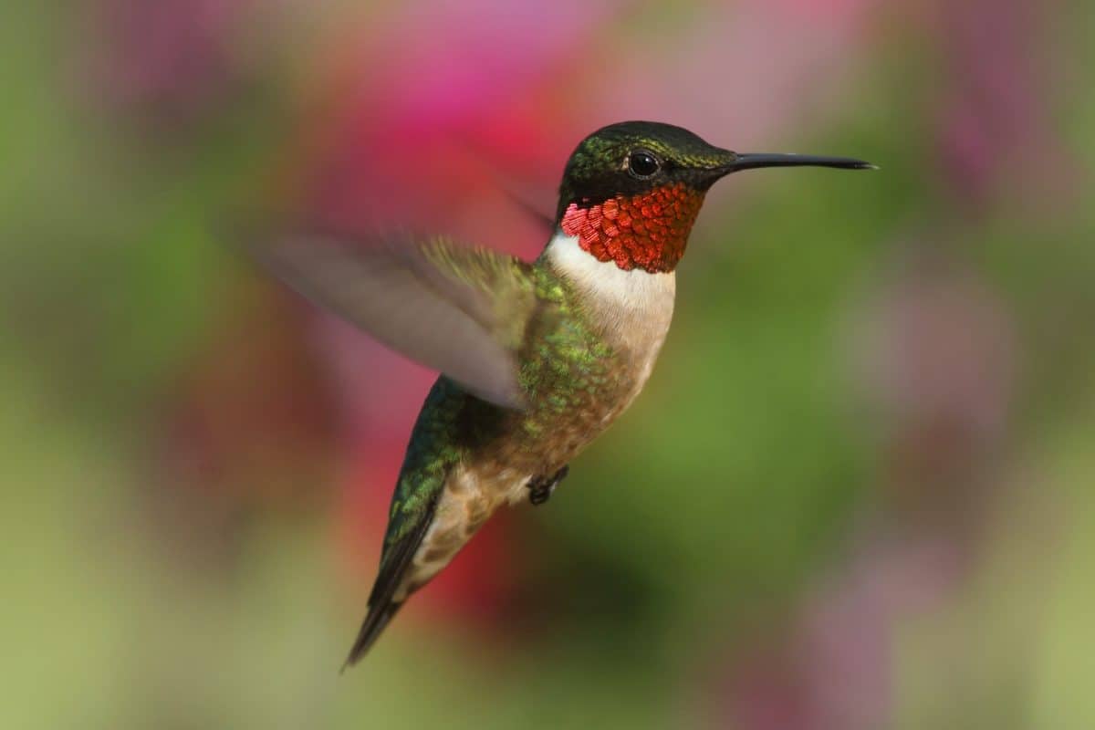 Watch hummingbirds on live animal cams