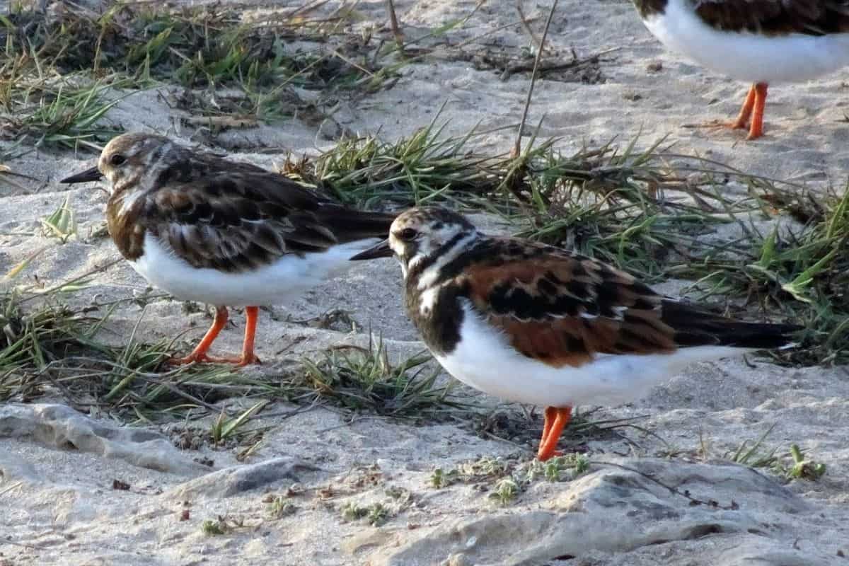 Ruddy Turnstones