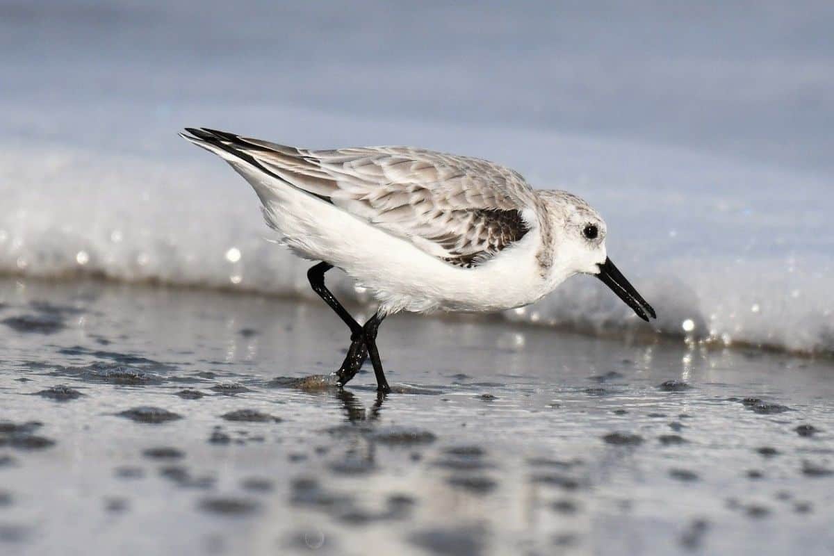 A sanderling wades along the edge of the Gulf of Mexico in Alabama