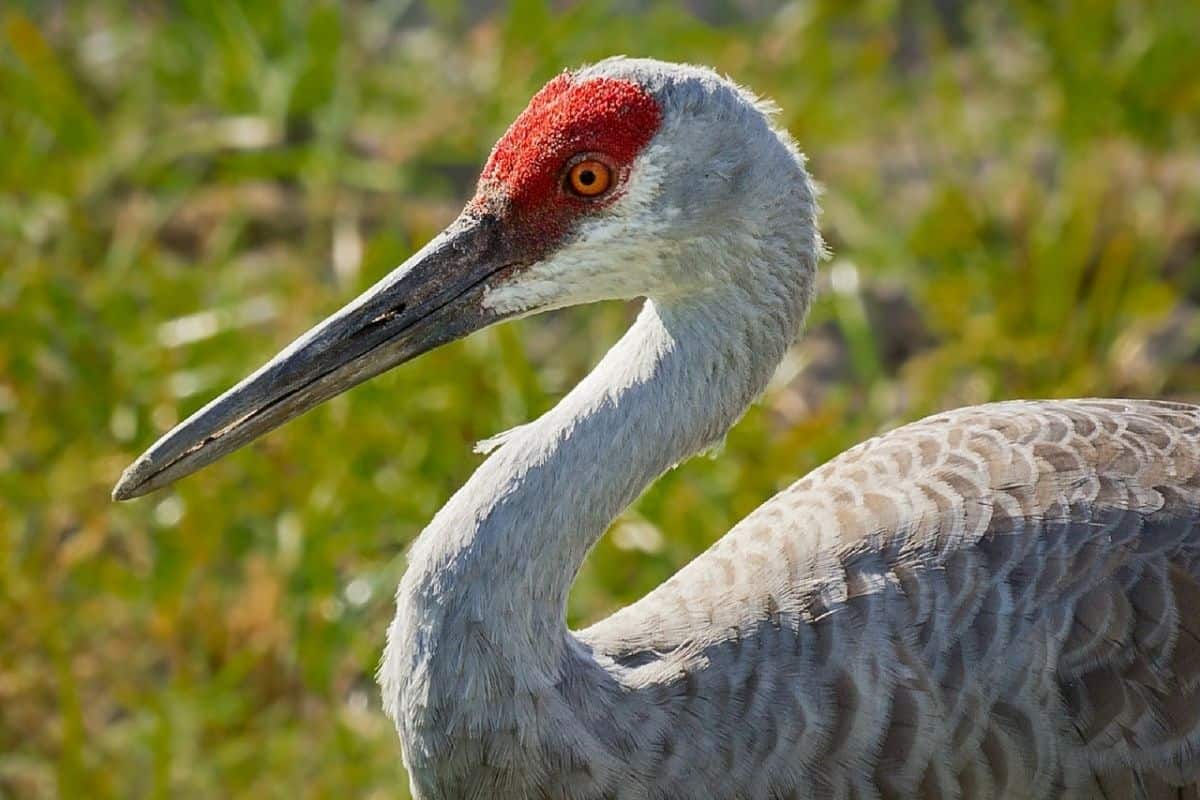 Sandhill Crane