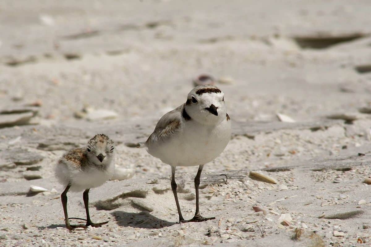 A plover with chick
