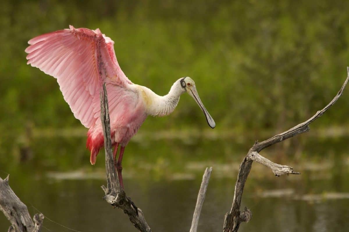 A rosate spoonbill stretches it's long pink wings