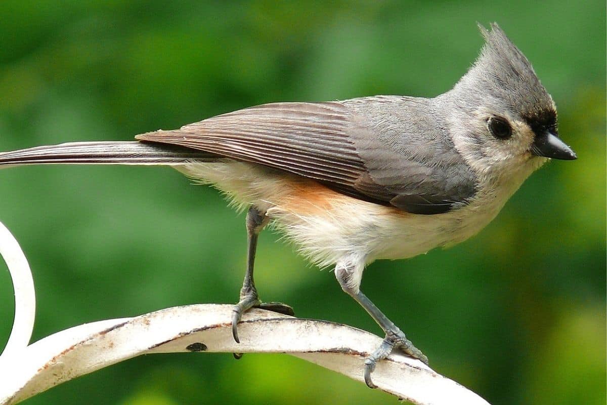 Titmouse