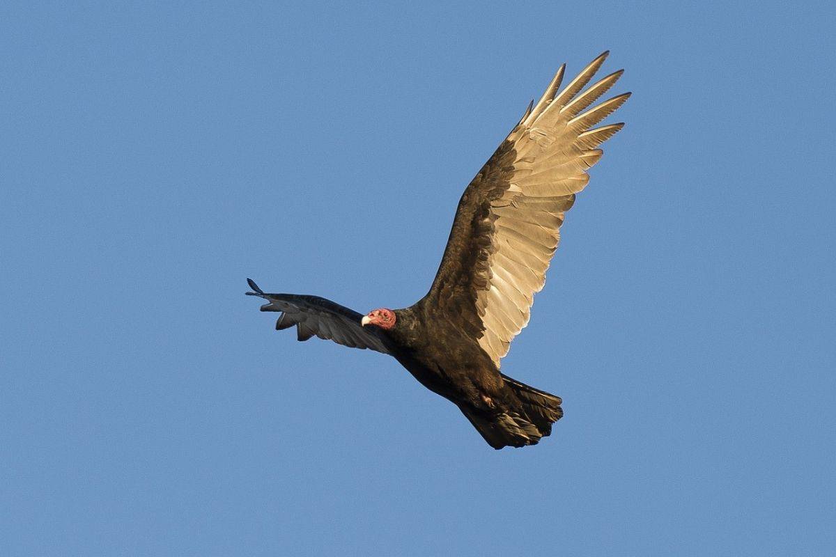 A turkey vulture soaring above the Alabama Birding Trail