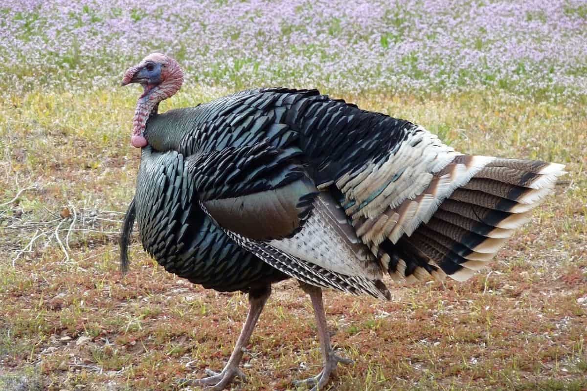 A wild turkey struts along a clearing in Southern Alabama